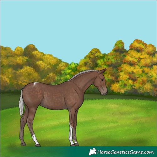 Horse Color:Silver Black Tobiano