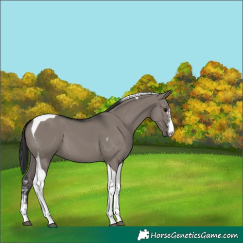Horse Color:Grullo Sabino Tobiano