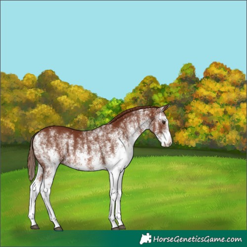 Horse Color:White Spotted Chestnut 