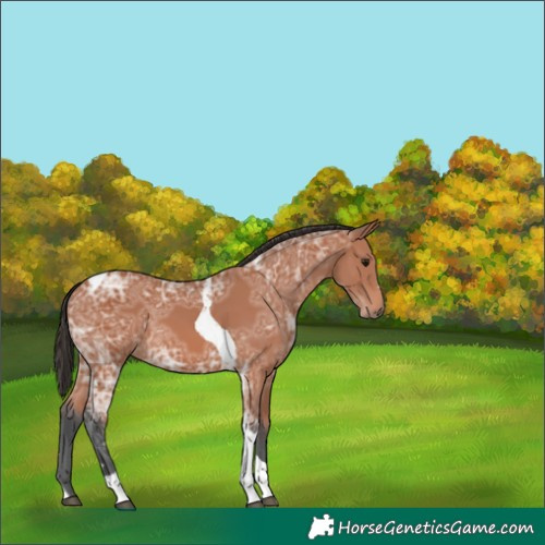 Horse Color:Bay Ice Tobiano 