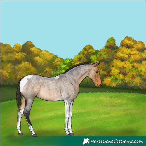 Horse Color:Buckskin Roan Tobiano 