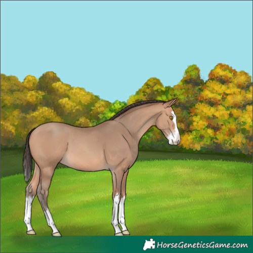 Horse Color:Amber Champagne Splash 