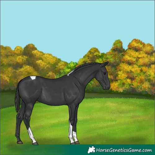 Horse Color:Black Tobiano 