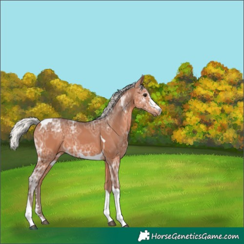 Horse Color:Silver Bay Ice Sabino Tobiano