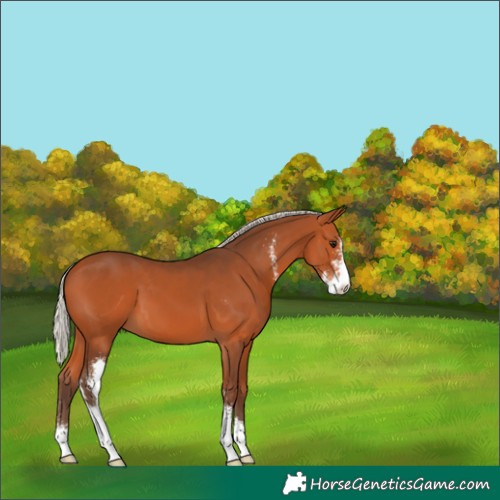 Horse Color:Silver Bay Sabino 