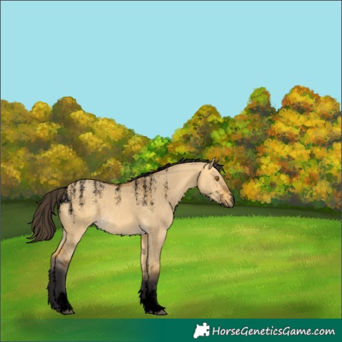 Horse Color:Unknown 