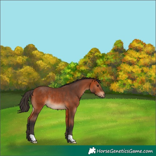 Horse Color:Bay Rabicano 
