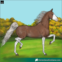 Horse Color:Silver Black Splash 