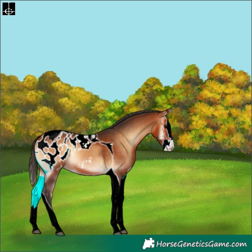 Horse Color:Bay Onyx Splash Tobiano Blanket Rabicano 