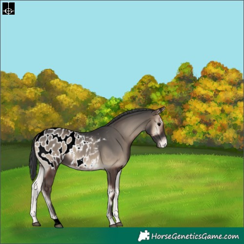 Horse Color:Blue Onyx Appaloosa 