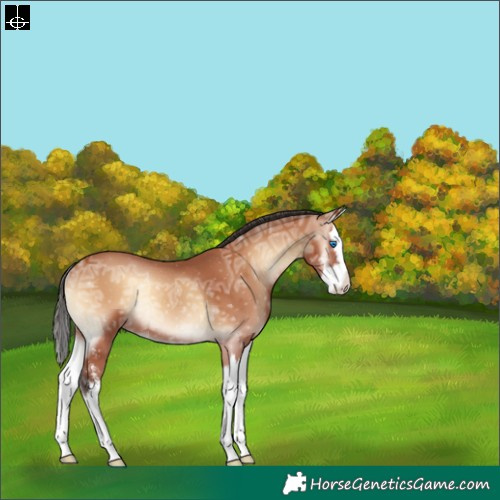 Horse Color:Bay Ice Onyx Sabino Splash Rabicano 