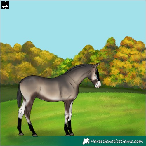 Horse Color:Blue Onyx Splash Rabicano 