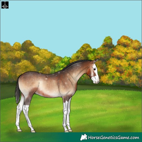 Horse Color:Brown Onyx Splash Rabicano 