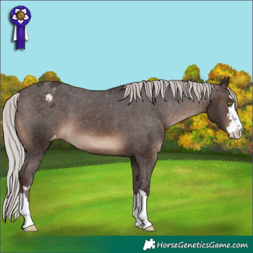 Horse Color:Silver Brown Varnish 