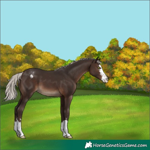 Horse Color:Silver Brown Appaloosa 