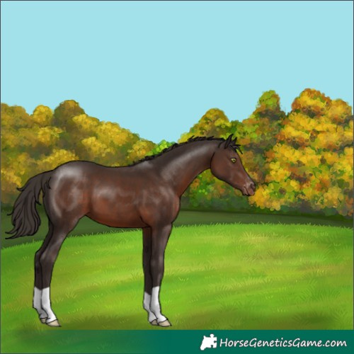 Horse Color:Liver Chestnut Appaloosa 