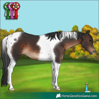 Horse Color:Brown Tobiano 