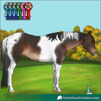 Horse Color:Brown Tobiano