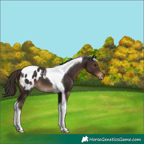 Horse Color:Liver Chestnut Tobiano Appaloosa