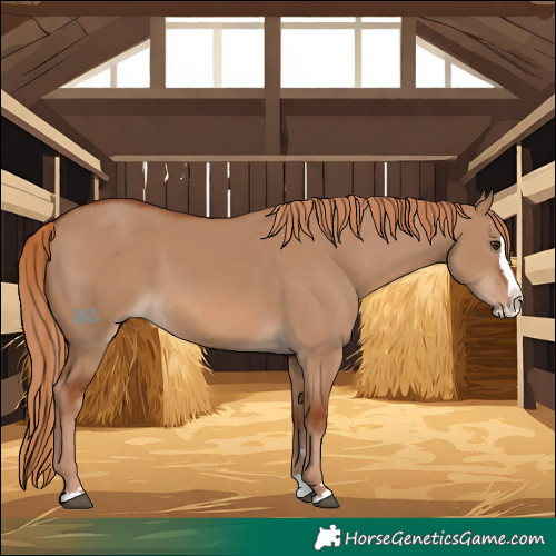 Horse Color:Red Dun Splash 