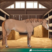 Horse Color:Red Dun Splash 