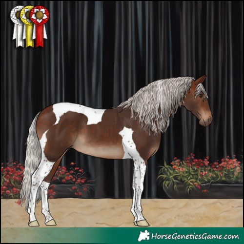 Horse Color:Silver Brown Tobiano 