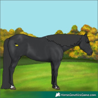 Horse Color:Black 