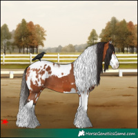 Horse Color:Bay Splash Tobiano Blanket and Bay Splash Tobiano Blanket