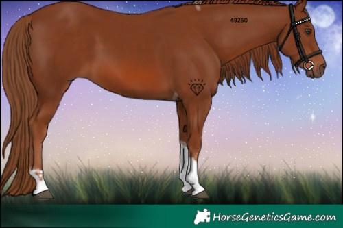 Horse Color:Chestnut Tobiano 