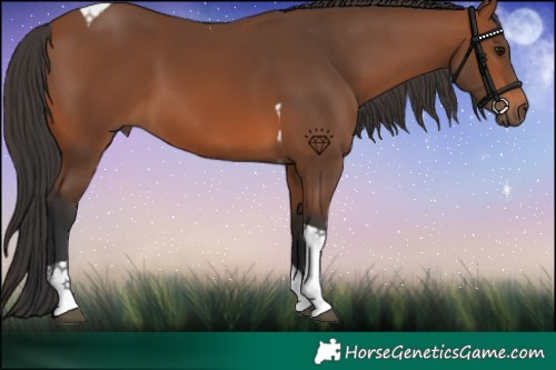 Horse Color:Bay Tobiano 