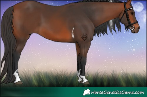 Horse Color:Bay Tobiano 