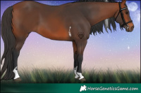 Horse Color:Bay Tobiano 