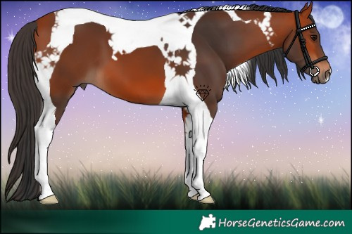 Horse Color:Bay Tobiano 