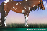 Horse Color:White Spotted Bay Tobiano 