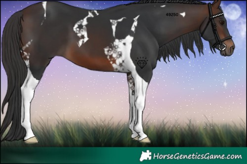 Horse Color:Brown Tobiano 