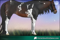 Horse Color:Brown Tobiano 