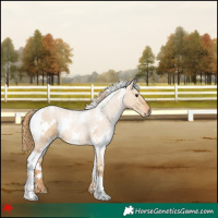 Horse Color:White Spotted Red Dun