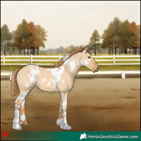 Horse Color:White Spotted Red Dun 