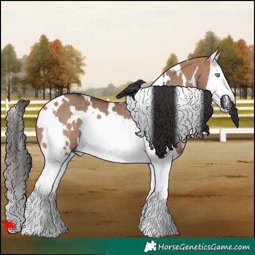 Horse Color:White Spotted Bay Dun Splash Rabicano 