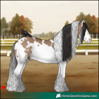 Horse Color:White Spotted Bay Dun Splash Rabicano 