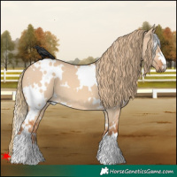 Horse Color:White Spotted Red Dun 