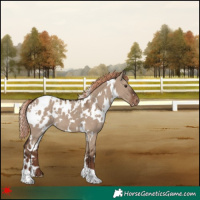 Horse Color:White Spotted Liver Red Dun Blanket 