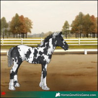 Horse Color:White Spotted Black 