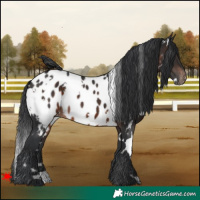 Horse Color:White Spotted Brown Appaloosa 