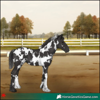Horse Color:White Spotted Smoky Black