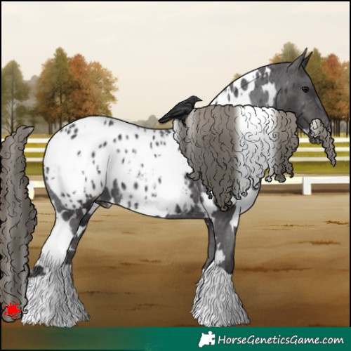 Horse Color:White Spotted Smoky Black Appaloosa 
