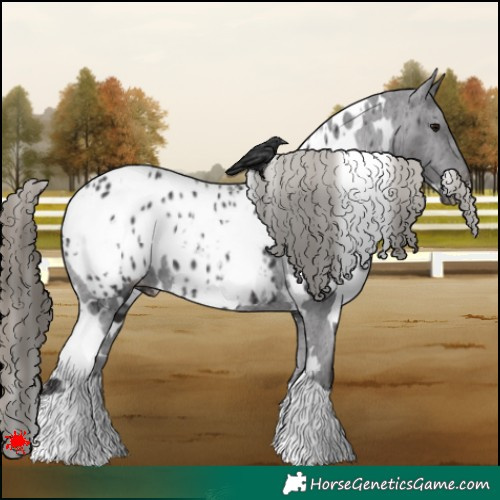 Horse Color:White Spotted Smoky Black Appaloosa 