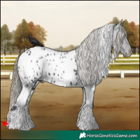 Horse Color:White Spotted Smoky Black Appaloosa