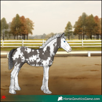 Horse Color:White Spotted Smoky Grullo Splash