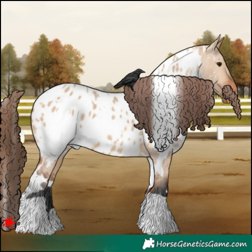 Horse Color:White Spotted Bay Dun Appaloosa 
